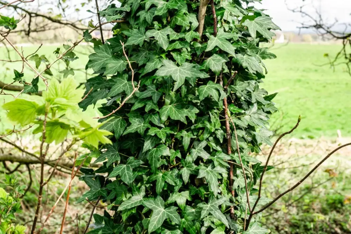 گیاهان رونده همیشه سبز مقاوم به سرما