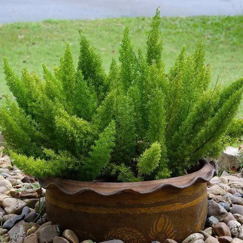گل شویدی دم روباهی