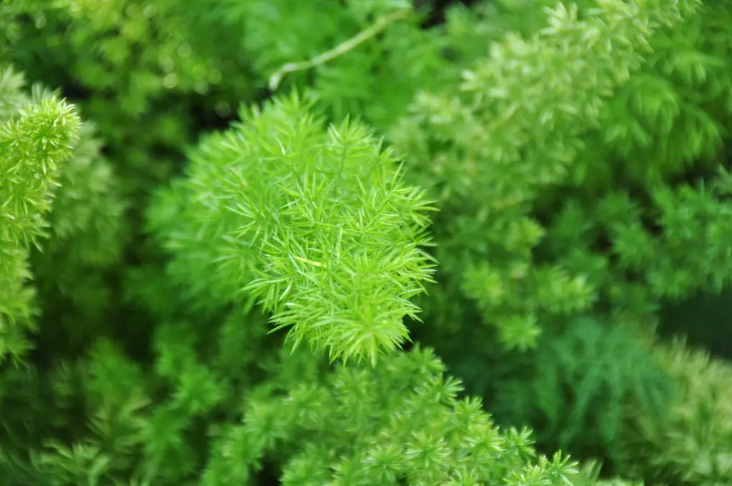گل شویدی دم روباهی