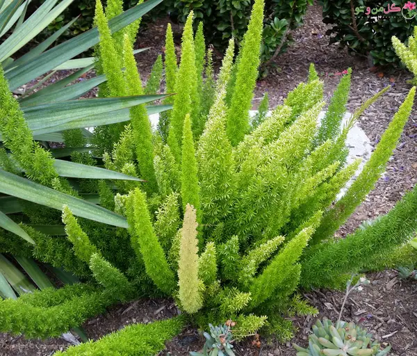 گل شویدی دم روباهی