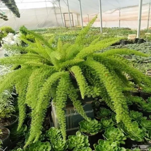 گل شویدی دم روباهی