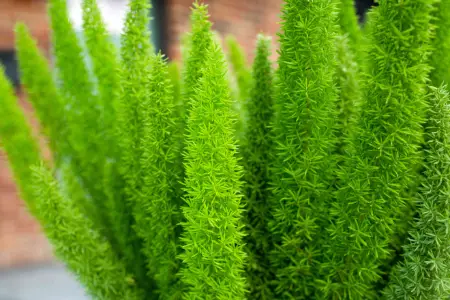 گل شویدی دم روباهی