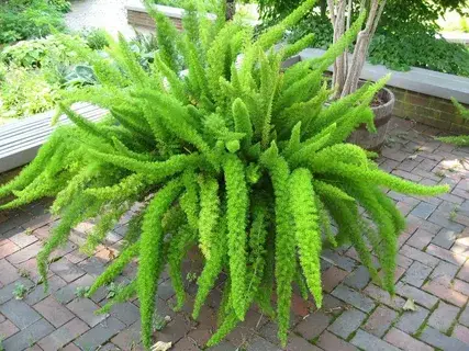 گل شویدی دم روباهی