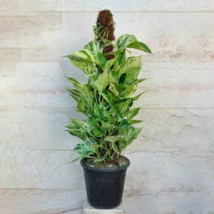 گیاه پتوس چوب دار