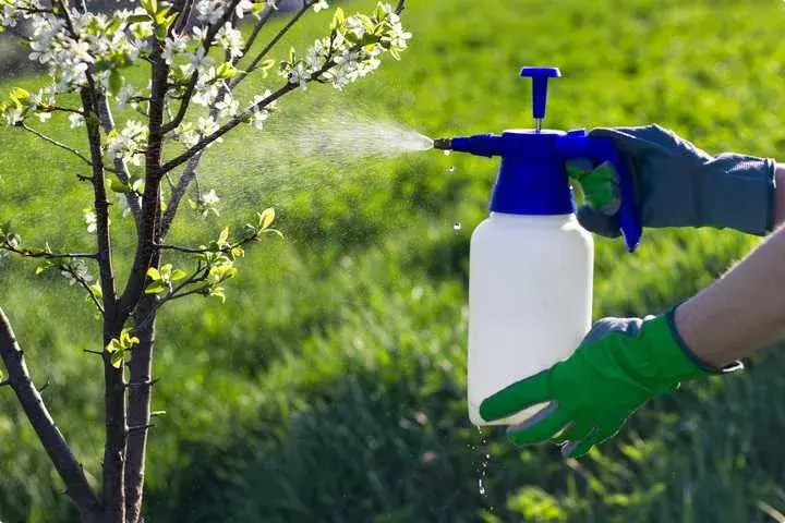 جدول زمانبندی سمپاشی درختان میوه