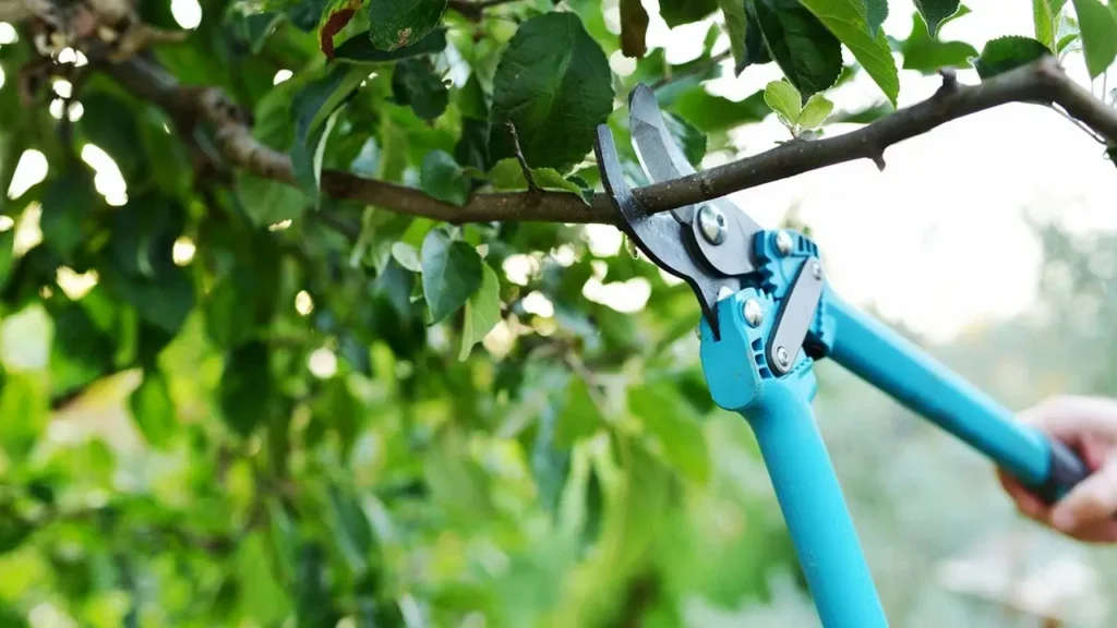 هرس درخت گردو در تابستان