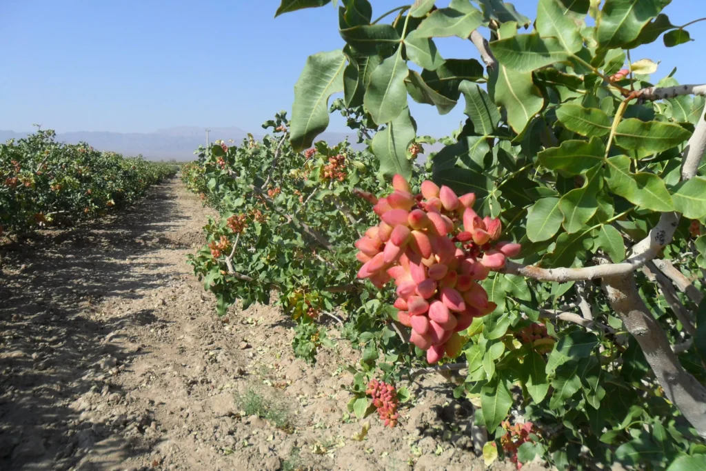 جدول زمانبندی سمپاشی درختان میوه