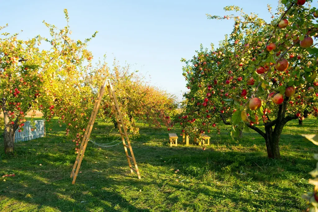 زمان سمپاشی درختان میوه