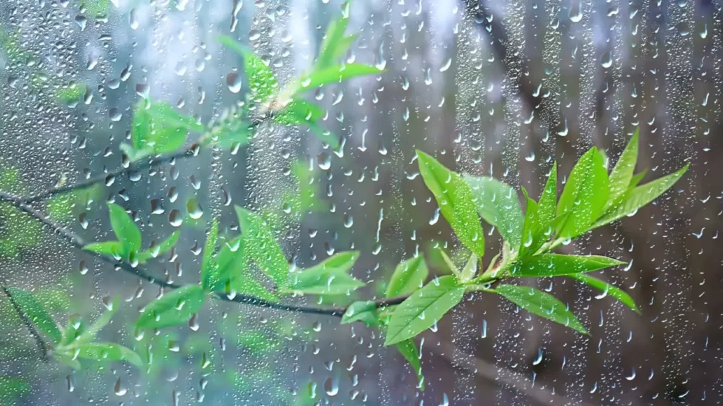 بارش باران بعد از سمپاشی