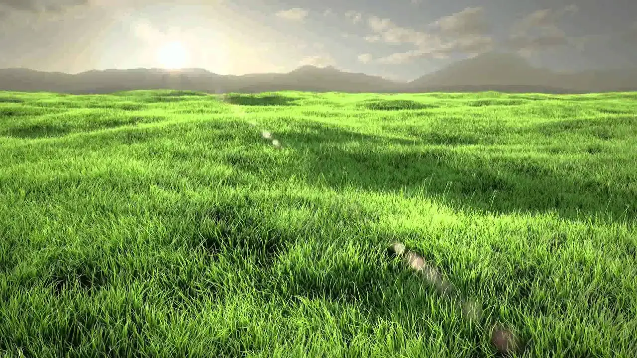 گیاهان پوششی جایگزین چمن