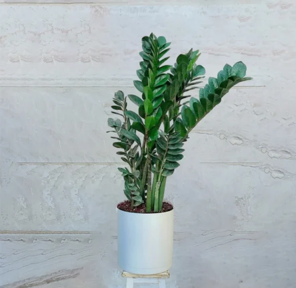 zamifolia green