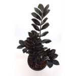 zamilofai black