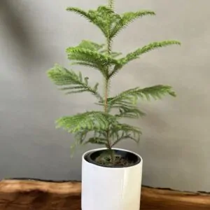 گیاه كاج مطبق