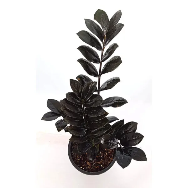zamilofai black